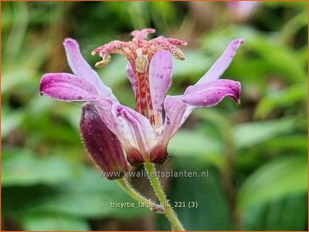 Tricyrtis &amp;#39;Taipei Silk&amp;#39; | Paddenlelie, Armeluisorchidee | Kr&ouml;tenlilie