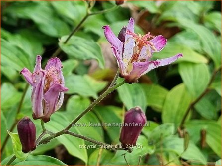 Tricyrtis &amp;#39;Taipei Silk&amp;#39; | Paddenlelie, Armeluisorchidee | Kr&ouml;tenlilie