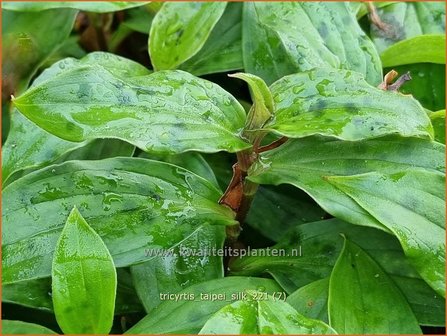 Tricyrtis &amp;#39;Taipei Silk&amp;#39; | Paddenlelie, Armeluisorchidee | Kr&ouml;tenlilie