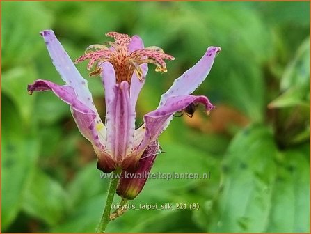 Tricyrtis &amp;#39;Taipei Silk&amp;#39; | Paddenlelie, Armeluisorchidee | Kr&ouml;tenlilie