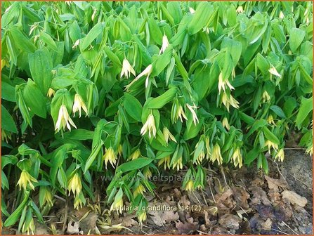 Uvularia grandiflora var. pallida | Huigkruid, Treurklokje, Feestklokje | H&auml;nge-Goldglocke