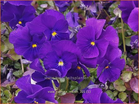 Viola cornuta &amp;#39;Martin&amp;#39; | Hoornviooltje, Viooltje | Hornveilchen