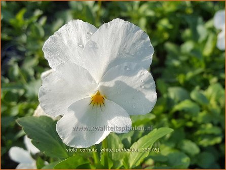 Viola cornuta &amp;#39;White Perfection&amp;#39; | Hoornviooltje, Viooltje | Hornveilchen