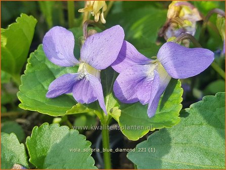 Viola sororia &amp;#39;Blue Diamond&amp;#39; | Zusterviooltje, Viooltje | Pfingst-Veilchen