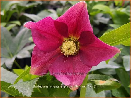 Helleborus orientalis &amp;#39;Pretty Ellen Red&amp;#39; | Kerstroos, Lenteroos, Vastenroos, Nieskruid | Lenzrose