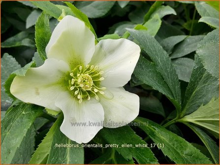 Helleborus orientalis &#039;Pretty Ellen White&#039; | Kerstroos, Lenteroos, Vastenroos, Nieskruid | Lenzrose