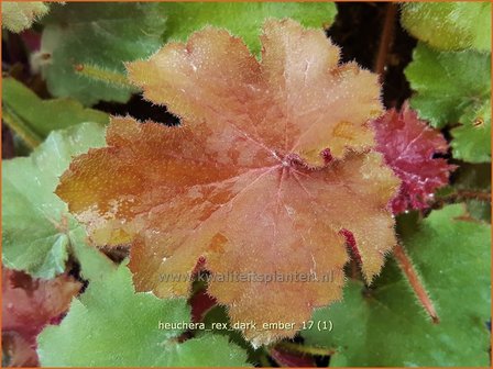 Heuchera &amp;#39;Rex Dark Amber&amp;#39; | Purperklokje | Purpurgl&ouml;ckchen