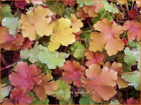 Heuchera &amp;#39;Rex Dark Amber&amp;#39; | Purperklokje | Purpurgl&ouml;ckchen