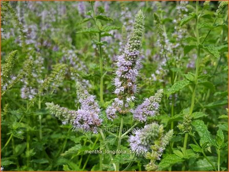 Mentha longifolia | Hertsmunt, Bosmunt, Munt | Ro&szlig;-Minze