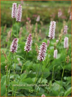 Persicaria bistorta &amp;#39;Superba&amp;#39; | Adderwortel, Duizendknoop | Schlangenkn&ouml;terich