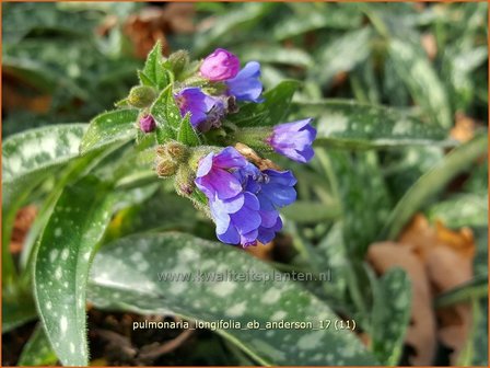 Pulmonaria longifolia &#039;Roy Davidson&#039; | Langbladig longkruid, Longkruid | Langbl&auml;ttriges Lungenkraut