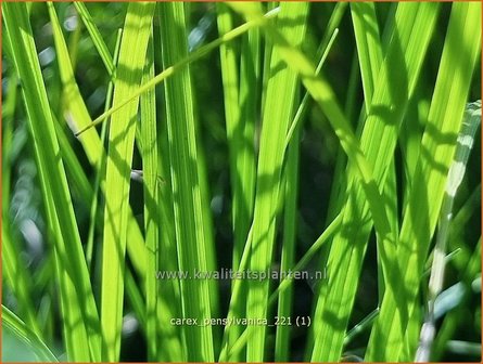 Carex pensylvanica | Zegge | Pennsylvania-Segge