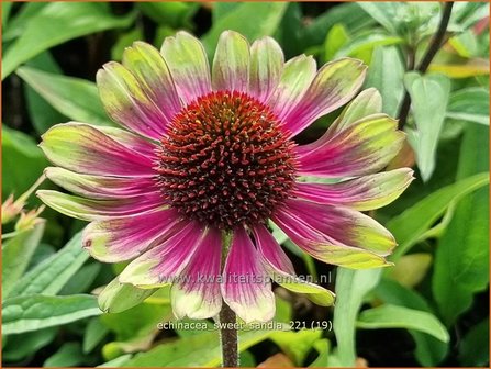 Echinacea &#039;Sweet Sandia&#039; | Rode zonnehoed, Zonnehoed | Roter Sonnenhut