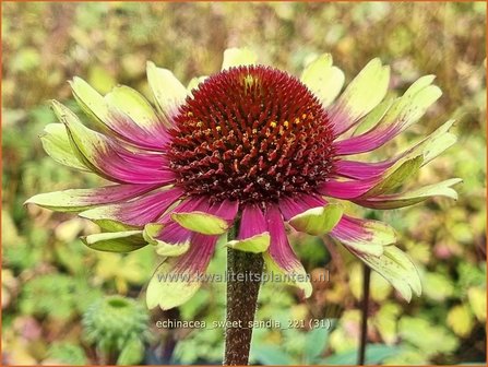 Echinacea &#039;Sweet Sandia&#039; | Rode zonnehoed, Zonnehoed | Roter Sonnenhut