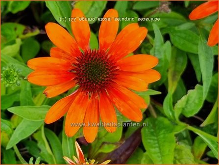 Echinacea purpurea &#039;Lakota Orange&#039; | Rode zonnehoed, Zonnehoed | Roter Sonnenhut