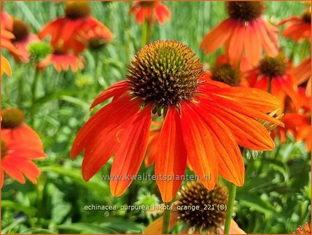 Echinacea purpurea &#039;Lakota Orange&#039; | Rode zonnehoed, Zonnehoed | Roter Sonnenhut