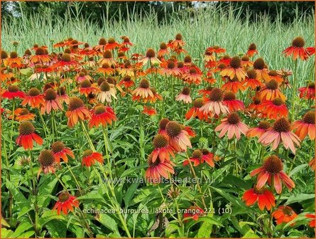 Echinacea purpurea &#039;Lakota Orange&#039; | Rode zonnehoed, Zonnehoed | Roter Sonnenhut