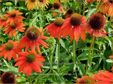 Echinacea purpurea &#039;Lakota Orange&#039; | Rode zonnehoed, Zonnehoed | Roter Sonnenhut