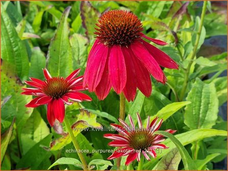 Echinacea purpurea &#039;Lakota Red&#039; | Rode zonnehoed, Zonnehoed | Roter Sonnenhut