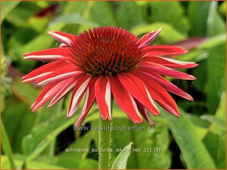 Echinacea purpurea &#039;Lakota Red&#039; | Rode zonnehoed, Zonnehoed | Roter Sonnenhut