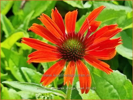 Echinacea purpurea &#039;Orange Pearl&#039; | Rode zonnehoed, Zonnehoed | Roter Sonnenhut