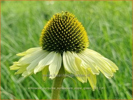 Echinacea purpurea &#039;Sunseekers Apple Green&#039; | Rode zonnehoed, Zonnehoed | Roter Sonnenhut