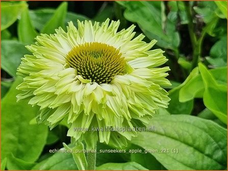 Echinacea purpurea &#039;Sunseekers Apple Green&#039; | Rode zonnehoed, Zonnehoed | Roter Sonnenhut