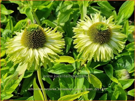 Echinacea purpurea &#039;Sunseekers Apple Green&#039; | Rode zonnehoed, Zonnehoed | Roter Sonnenhut