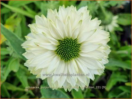 Echinacea purpurea &#039;Sunseekers White Perfection&#039; | Rode zonnehoed, Zonnehoed | Roter Sonnenhut