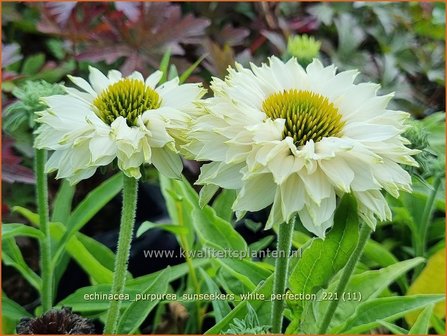 Echinacea purpurea &#039;Sunseekers White Perfection&#039; | Rode zonnehoed, Zonnehoed | Roter Sonnenhut