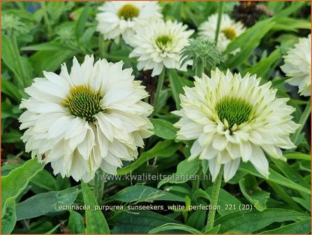 Echinacea purpurea &#039;Sunseekers White Perfection&#039; | Rode zonnehoed, Zonnehoed | Roter Sonnenhut