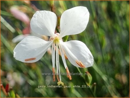 Gaura lindheimeri &#039;Gaudi White&#039; | Prachtkaars, Vlinderkruid | Prachtkerze