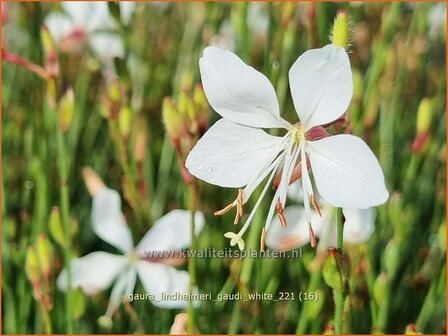 Gaura lindheimeri &#039;Gaudi White&#039; | Prachtkaars, Vlinderkruid | Prachtkerze