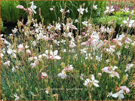 Gaura lindheimeri &#039;Gaudi White&#039; | Prachtkaars, Vlinderkruid | Prachtkerze