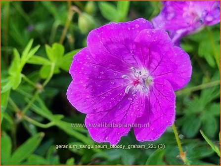 Geranium sanguineum &#039;Bloody Graham&#039; | Bermooievaarsbek, Ooievaarsbek, Tuingeranium, Geranium | Blut-Storchschnabe