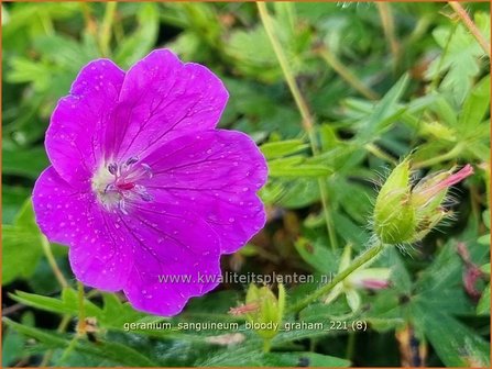 Geranium sanguineum &#039;Bloody Graham&#039; | Bermooievaarsbek, Ooievaarsbek, Tuingeranium, Geranium | Blut-Storchschnabe