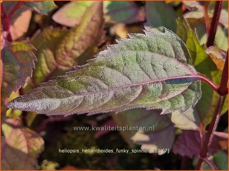 Heliopsis helianthoides &#039;Funky Spinner&#039; | Zonneoog | Gew&ouml;hnliches Sonnenauge