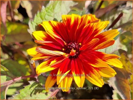 Heliopsis helianthoides &#039;Funky Spinner&#039; | Zonneoog | Gew&ouml;hnliches Sonnenauge