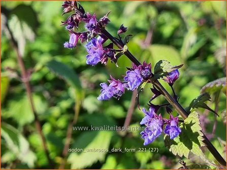 Isodon umbrosus &#039;Dark Form&#039; | Chinesische Buschnessel