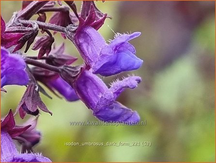 Isodon umbrosus &#039;Dark Form&#039; | Chinesische Buschnessel