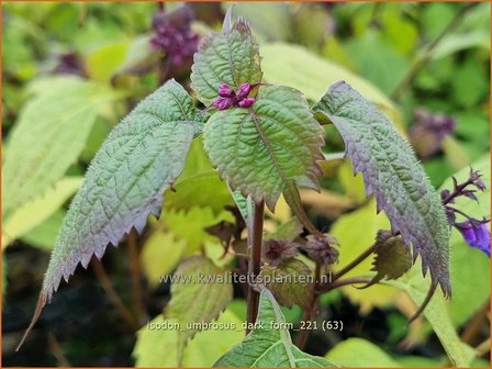 Isodon umbrosus &#039;Dark Form&#039; | Chinesische Buschnessel