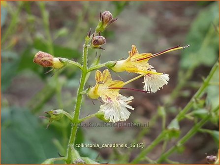 Collinsonia canadensis | Paardenbalsem, Steenwortel, Canadese gruiswortel | Steinwurzel