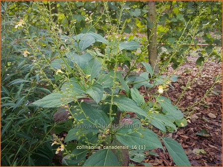 Collinsonia canadensis | Paardenbalsem, Steenwortel, Canadese gruiswortel | Steinwurzel