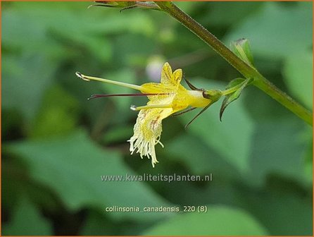 Collinsonia canadensis | Paardenbalsem, Steenwortel, Canadese gruiswortel | Steinwurzel