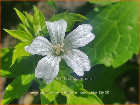 Geranium nodosum &#039;Wreighburn House White&#039; | Knopige ooievaarsbek, Ooievaarsbek, Tuingeranium, Geranium | Bergwald-Sto