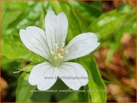 Geranium nodosum &#039;Wreighburn House White&#039; | Knopige ooievaarsbek, Ooievaarsbek, Tuingeranium, Geranium | Bergwald-Sto