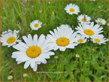 Leucanthemum vulgare | Gewone margriet | Wiesenmargerite | Moon Daisy