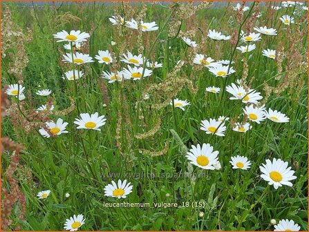 Leucanthemum vulgare | Gewone margriet | Wiesenmargerite | Moon Daisy