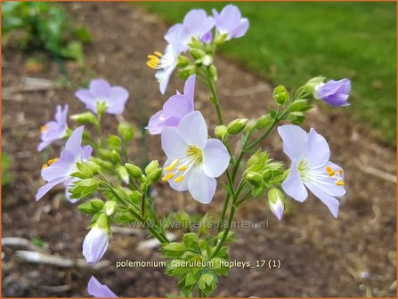 Polemonium caeruleum &#039;Hopleys&#039; | Jacobsladder | Blaubl&uuml;hende Himmelsleiter