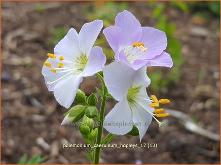 Polemonium caeruleum &#039;Hopleys&#039; | Jacobsladder | Blaubl&uuml;hende Himmelsleiter